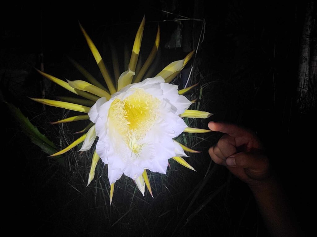 dragonfruit's flower