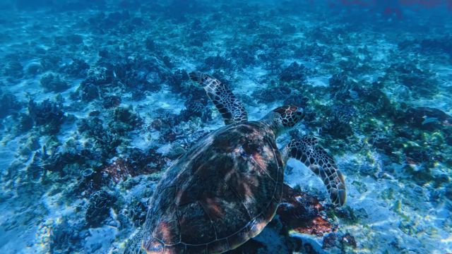 swimming with turtles
