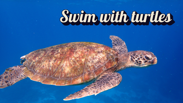 swim with turtle amazing programs with kids