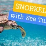 snorkeling with sea turtles