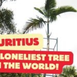 The loneliest tree in the world