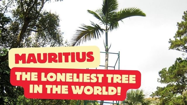 The loneliest tree in the world