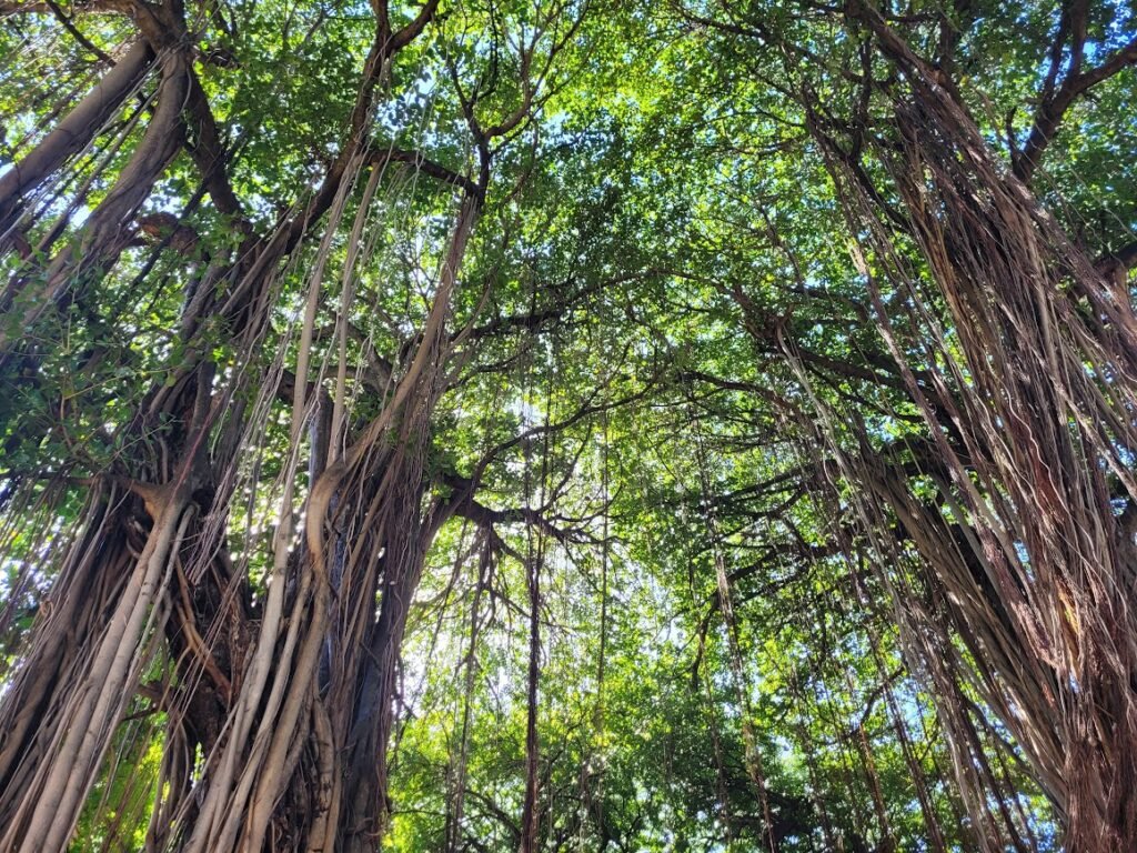 Les Jardins De La Compagnie
