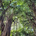 Les Jardins De La Compagnie