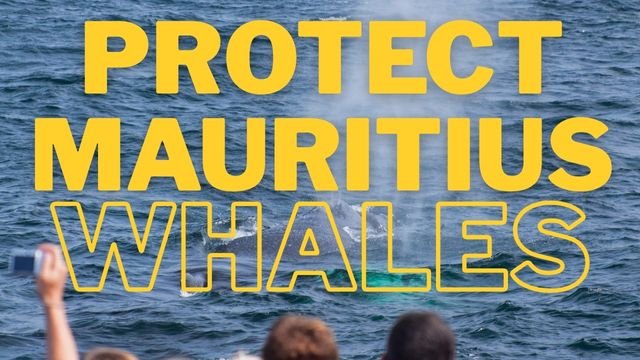 protect mauritius whales
