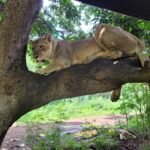 Lion Walk at Casela Nature Parks