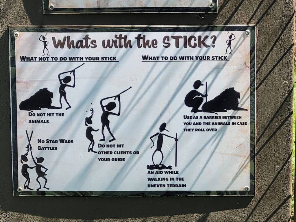 Lion Walk at Casela Nature Parks