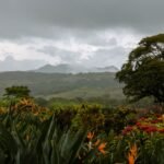 a tree in the middle of a field of flowers