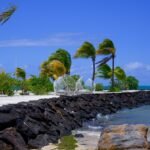 Palm trees sway on a breezy tropical beach island.