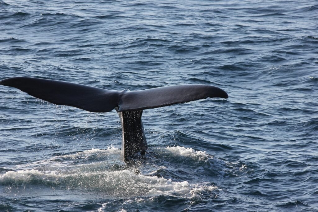whale watching