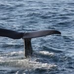 whale watching