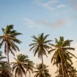 coconut trees under cloudy sky during daytime