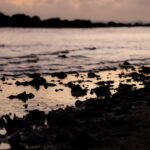 silhouette of rocks on beach during sunset