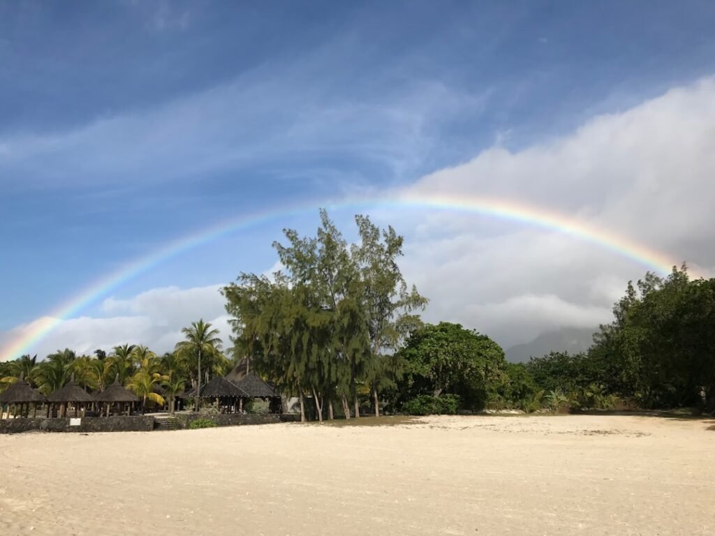 rainbow over trees