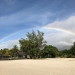 rainbow over trees