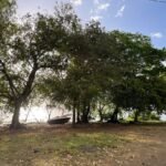 a group of trees sitting next to a body of water