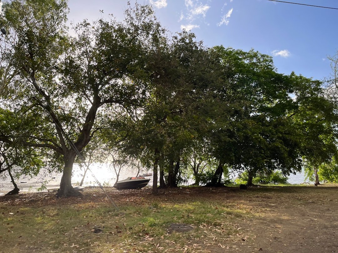 a group of trees sitting next to a body of water