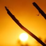 silhouette of two sticks