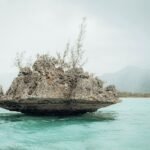 a tree on a rock in the water