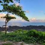a bench sitting on top of a lush green field next to the ocean
