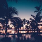silhouette photo of palm trees