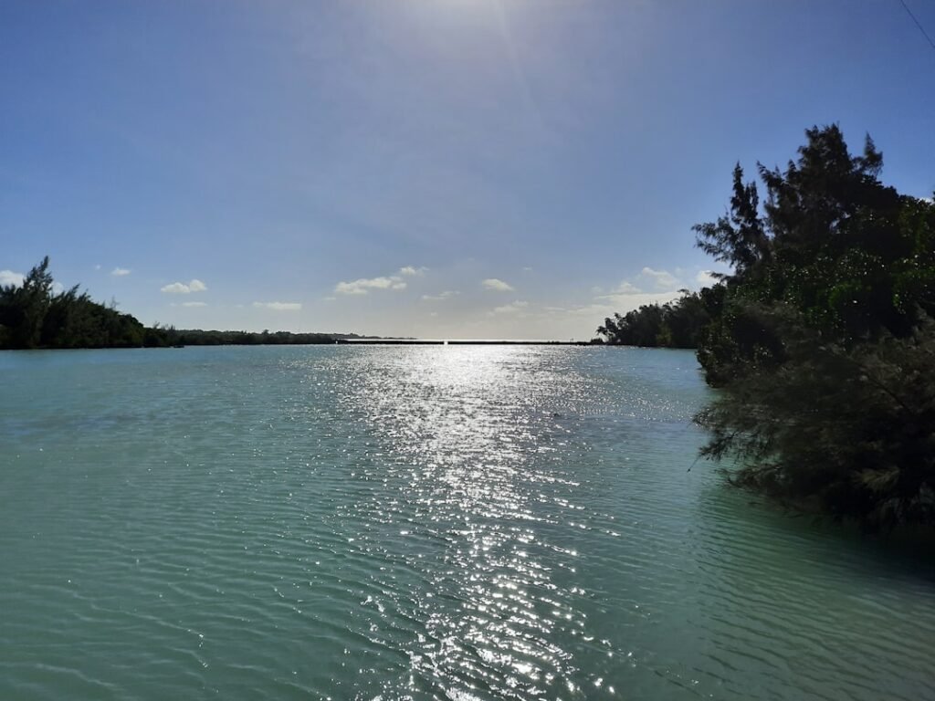a body of water with trees in the background