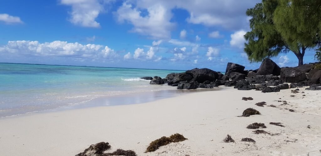 a beach with rocks and a tree on it
