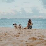 woman sitting on shore beside Saint Bernard puppy at daytime
