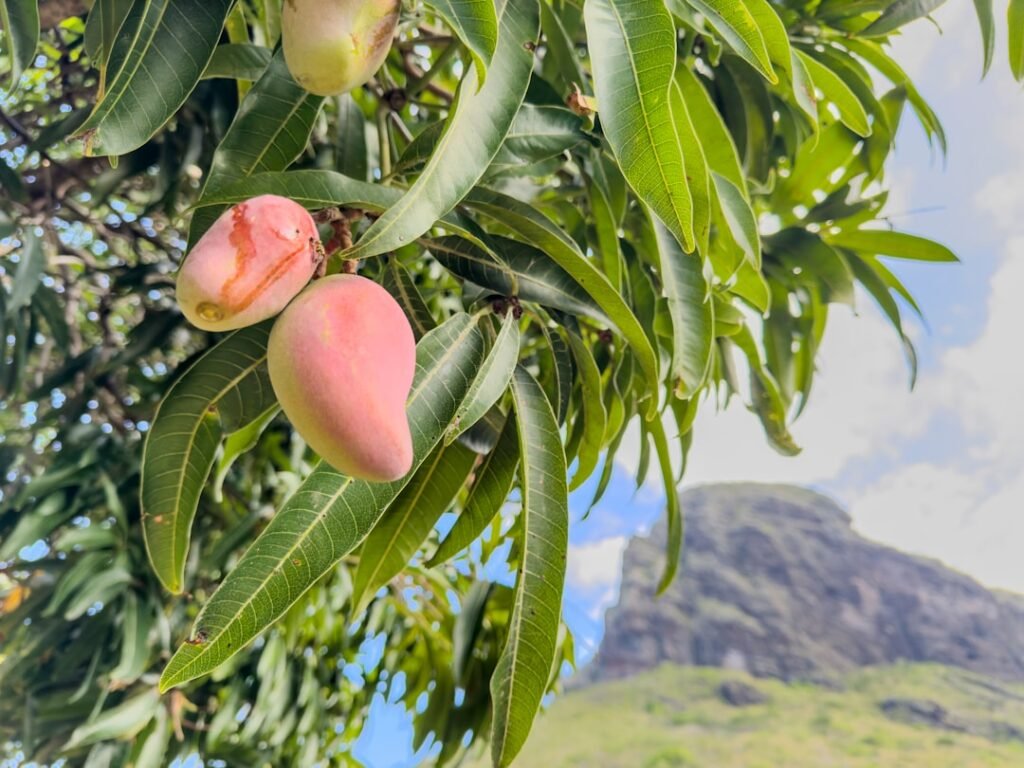 Ripe mangoes hanging from a tree.