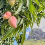 Ripe mangoes hanging from a tree.