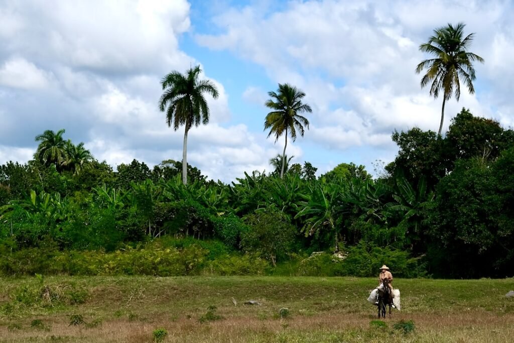 Person riding a horse through a tropical landscape.