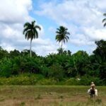 Person riding a horse through a tropical landscape.
