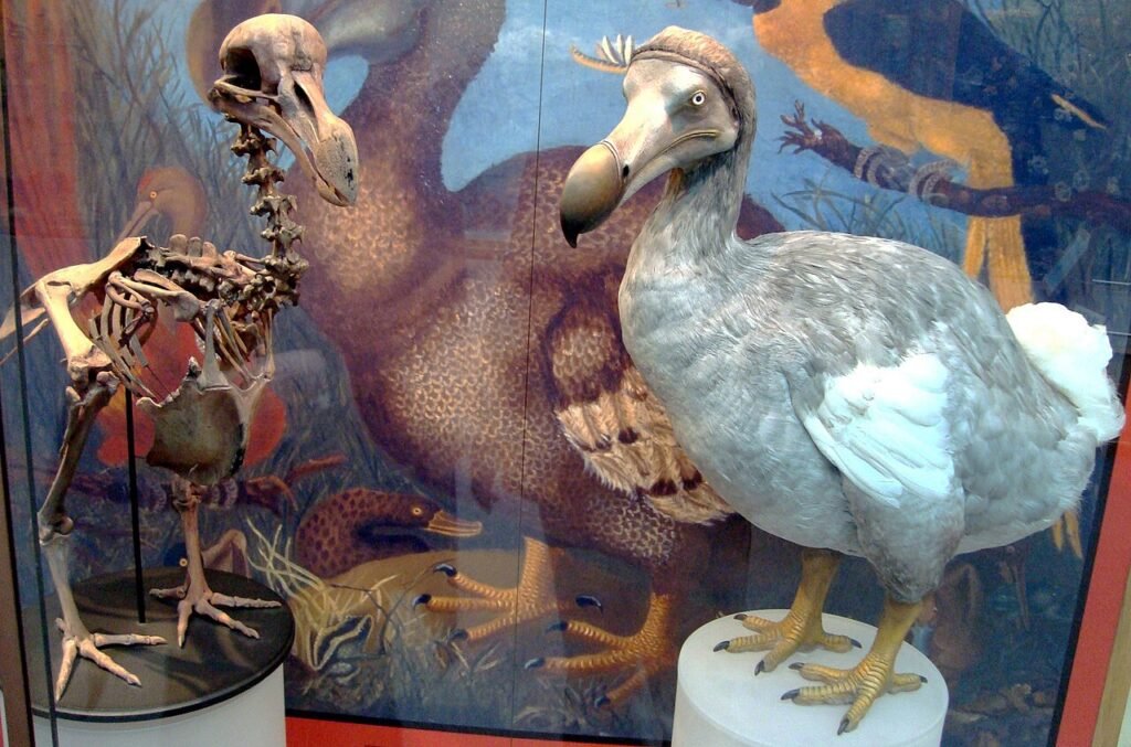 dodo museum