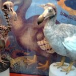dodo museum