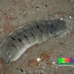 Scabra sea cucumber