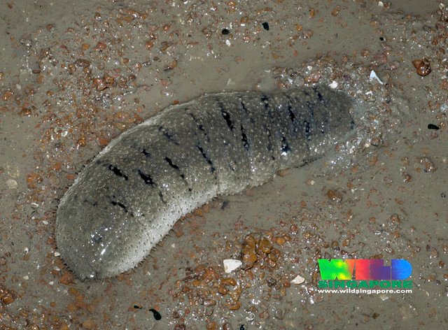 Scabra sea cucumber