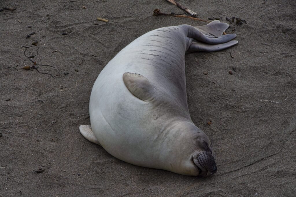 elephant seal mauritius
