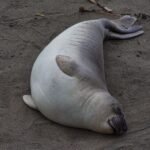 elephant seal mauritius