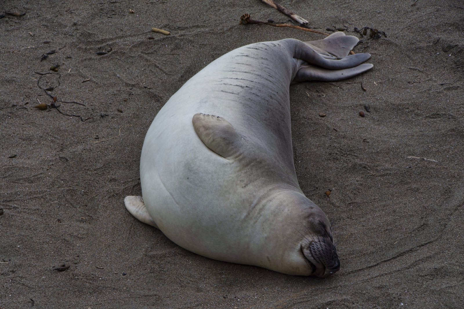 elephant seal mauritius
