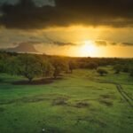 trees on grass field during golden hour
