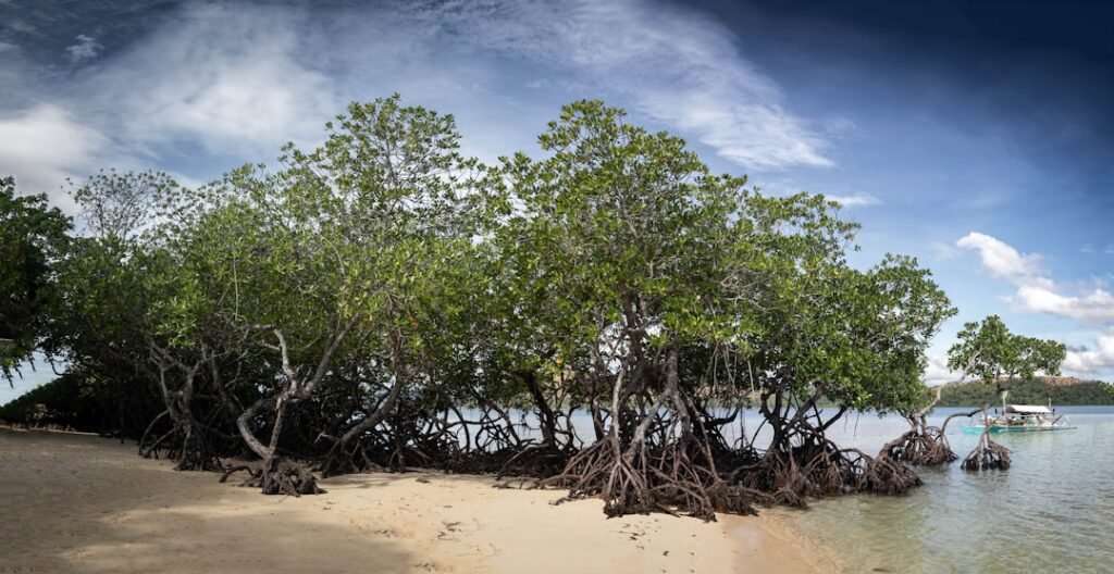 Mangrove trees with exposed roots on a sandy shore.