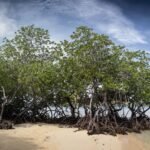 Mangrove trees with exposed roots on a sandy shore.