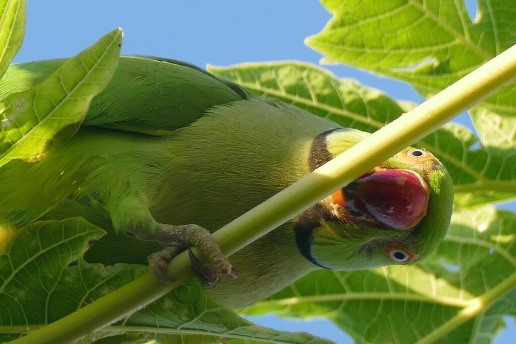 echo parakeet