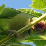 echo parakeet